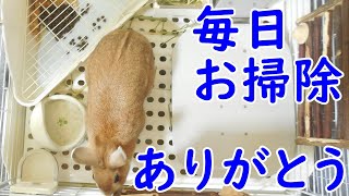 我が家のうさぎのおトイレ事情