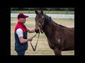 rosemont stud 2023 stallion parade