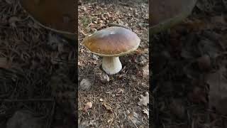 Giant Boletus #boletus #funghi #porcini #seta #cogumelo #mushroom #ciuperci #pilze