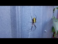 Yellow Garden spider shaking its web