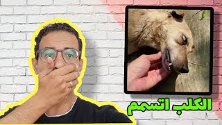 طريقة سهلة تنقذ الكلب المسموم / الكلب اتسمم