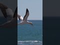 aerial poetry southern africa s graceful cape gannets wildlife africa