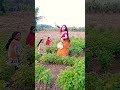 shrabana kahichi mor paunji haba trending shorts dance