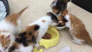 猫カフェ　猫ルーム　子猫　ご飯食べてます　アップライジング　社会貢献