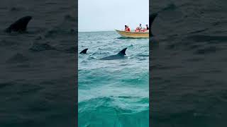 #Dolphins in #Hengam #Island