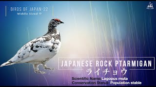 Birds Of Japan 22:Japanese Rock Ptarmigans (Lagopus muta japonica) ライチョウ 雷鳥 @japanbirdwatching