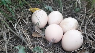 🦚🦚🦚peacock egg |I found peacock eggs in my farmland 😍😍,peacock eggs,peahen eggs