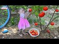 Smart monkey Lily helps harvest tomatoes to make juice | Full Version