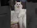 Боже... Это кто такая красивая... 🐱🥰🤗❤ cat милые_котики любимка kets юмор любимки