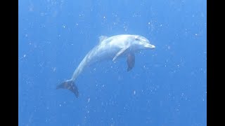 20230423 Dolphin Boat Trip Reethi Faru Maldives