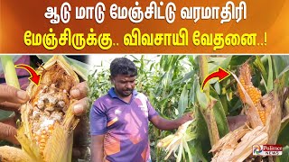 ஆடு மாடு மேஞ்சிட்டு வரமாதிரி மேஞ்சிருக்கு..! விவசாயி வேதனை..!