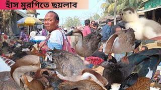 দেশি, রাজা, চীনাহাঁস এবং দেশি মুরগির বিপুল আমদানি হয় এই হাটে। বাঘাইতলা বাজার ২০২৩