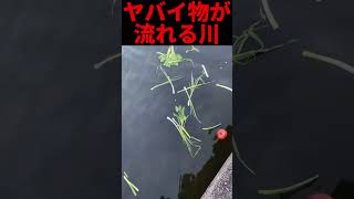 やばいモノが川に流れていた… #バスフィッシング #バス釣り #bassfishing #fishing #大江川 #shortvideo #shorts