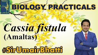 Plant Families (Cassia fistula - Amaltas) | F.Sc Biology Practical | #SirUmairBhatti