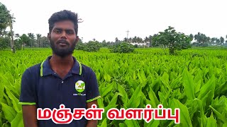 MANJAL VALARPPU/மஞ்சள் வளர்ப்பு/TURMERIC CULTIVATION TAMIL - JP Tamil Tv