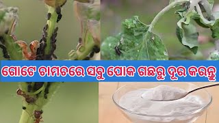 ଗଛରୁ ପୋକ କିପରି ଦୂର କରିବା || କେଉଁ ଔଷଧ ସ୍ପ୍ରେ କରିବା ଗଛରେ#କୀଟନାଶକ