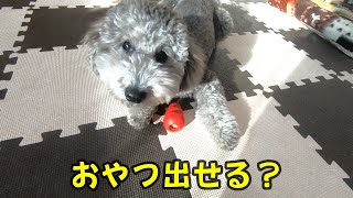 食いしん坊な犬に知育玩具でおやつをあげたら意外な結果でしたｗ「トイプードル」