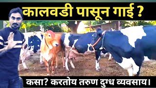 #कालवडी पासून गाई ? #कसा? करतोय तरुण दुग्ध व्यवसाय।