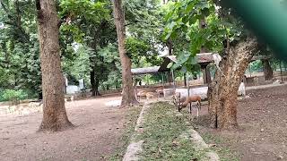 world most powerful animals.deer video.baby deer. Biggest park in india.#Beautiful animal