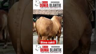 BIMA SAKTI legenda sapi terbesar di Indonesia