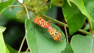 Cantao ocellatus - Mating Pair (B)