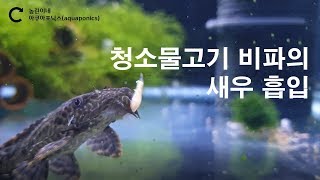 새우 먹는 청소물고기 비파