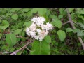 capital naturalist blackhaw viburnum