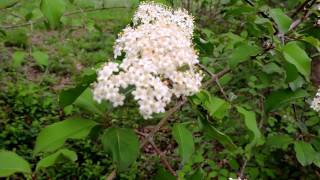 Capital Naturalist: Blackhaw Viburnum