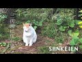 【vlog.28】横浜三渓園に住む猫ちゃんを、ただ眺めて癒やされる