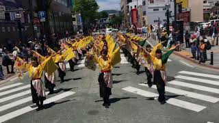 山口県立大学 奄美連合萩組  2018黒崎よさこい祭り