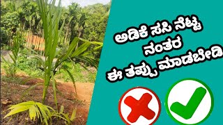 Don't Make This Mistake After Planting #Areca nut farming