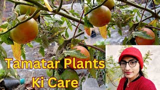 ਟਮਾਟਰ ਦੇ ਬੂਟੇ ਦੀ ਦੇਖਭਾਲ | Tamatar Ki Care Kaise Kare |