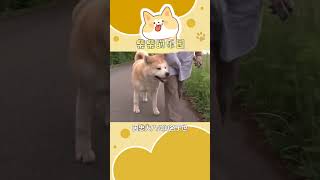 盤點各個國家的土狗，你知道幾個？ @ 狗狗 @家有萌寵 @秋田犬