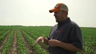 Early Fungicide Application Protects Corn-on-Corn Performance