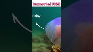 अमर Jellyfish का रहस्य! 🐙🌊 Kya Ye Unlock Karega Human Immortality? 🔑✨