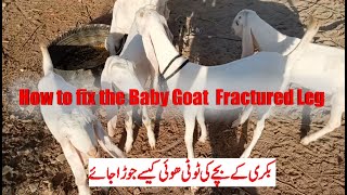 How to Fix the Baby Goat Leg Fracture# Easy to fix the Goat Leg Fracture