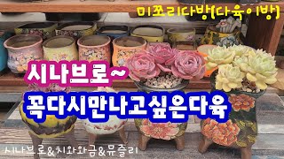 250110 물듦이환상적인다육이시나브로~꼭다시만나길바라며분갈이해요♡