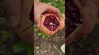 Amazing pomegranate cutting skills - The pomegranates are very fresh #fruitcutti