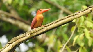 Ruddy kingfisher. Binanda.