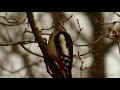 strakapoud velký the great spotted woodpecker dendrocopos major samice female ♀