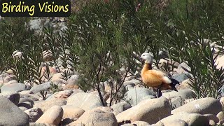 Ruddy  Shelducks - life along the river at Aoulouz Gorge - Birds of Morocco