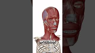 Músculos en la cara???? Si! Hoy el risorio. #anatomia #anatomy #pildorasanatómicas