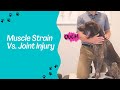 Muscle Strain Vs. Joint Injury in Dogs - How to Tell The Difference