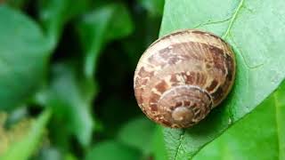 Gefleckte Weinbergschnecke 3D