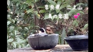 二上山の冬(奈良県) 鳥の楽園見つけたよ💕　2025年1月13日