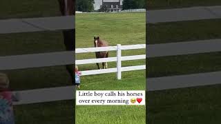 Little boy calls his horses over every morning.