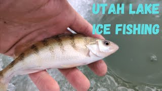 Utah Lake Ice Fishing: Endless white bass and perch!