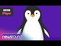 Can penguins fly? | Newsround explains