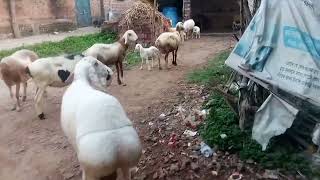 7797624058 turki dumba kaliachak turki dumba farmdumba Sheep Animal turki dumba farm maldaturkidumba