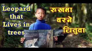 Clouded Leopard ll Research ll Conservation ll Nepal l ध्वाँसे चितुवा lअनुसन्धान l संरक्षण l नेपाल